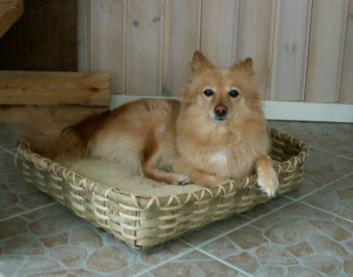 Blanding af racer cirkeline *vi ses smukke* - og et af de sidste billeder billede 7