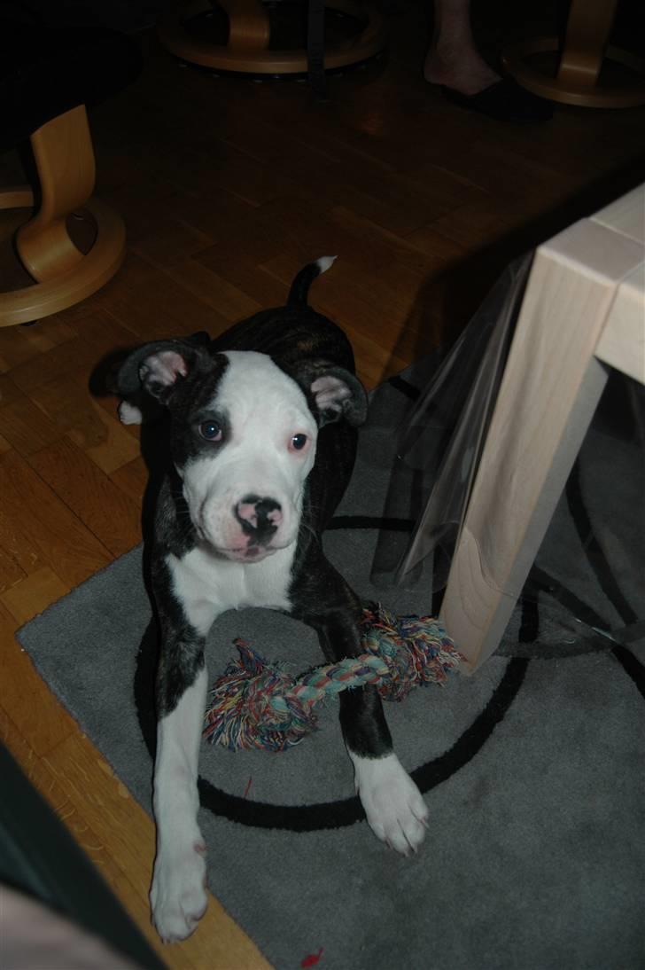 Blanding af racer Leif billede 3