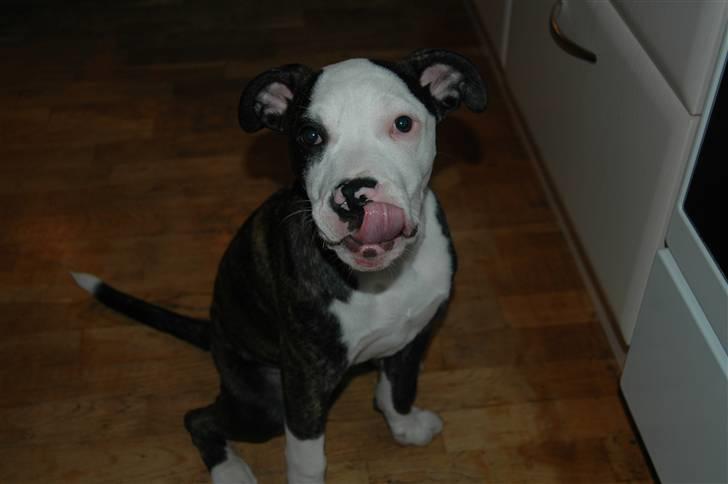 Blanding af racer Leif billede 4