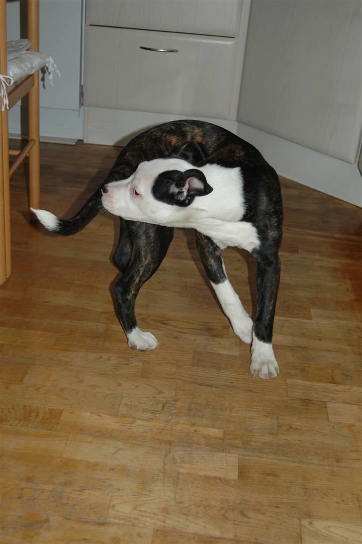 Blanding af racer Leif billede 5