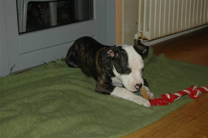 Blanding af racer Leif billede 6