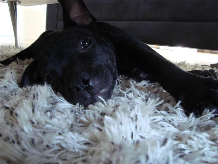 Staffordshire bull terrier Noa billede 7