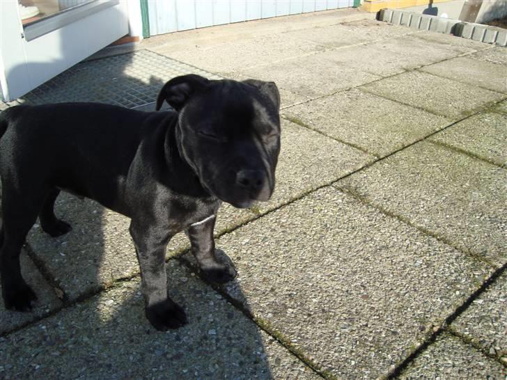 Staffordshire bull terrier Noa billede 8