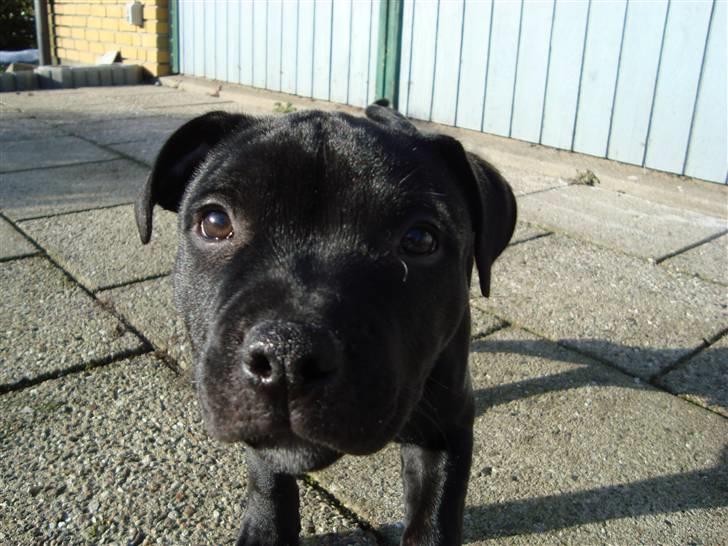 Staffordshire bull terrier Noa billede 9