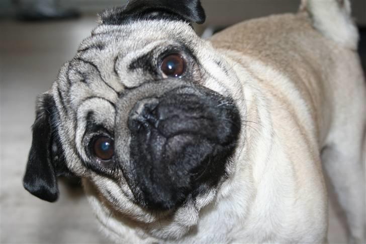 Mops Rocky - Sweet mysterys Benito billede 16