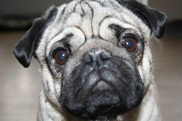 Mops Rocky - Sweet mysterys Benito billede 17