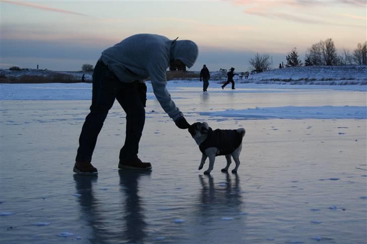 Mops Rocky - Sweet mysterys Benito - Rocky på isen billede 18