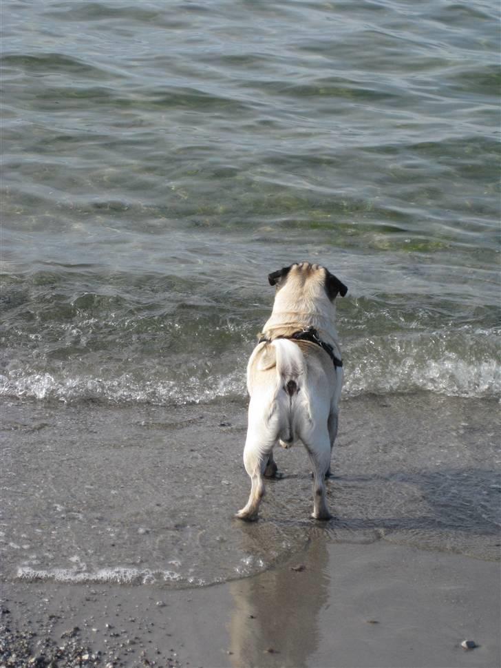 Mops Rocky - Sweet mysterys Benito billede 19