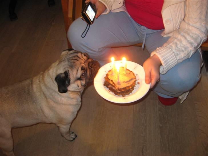 Mops Rocky - Sweet mysterys Benito - 3 års fødselsdag :-) billede 20