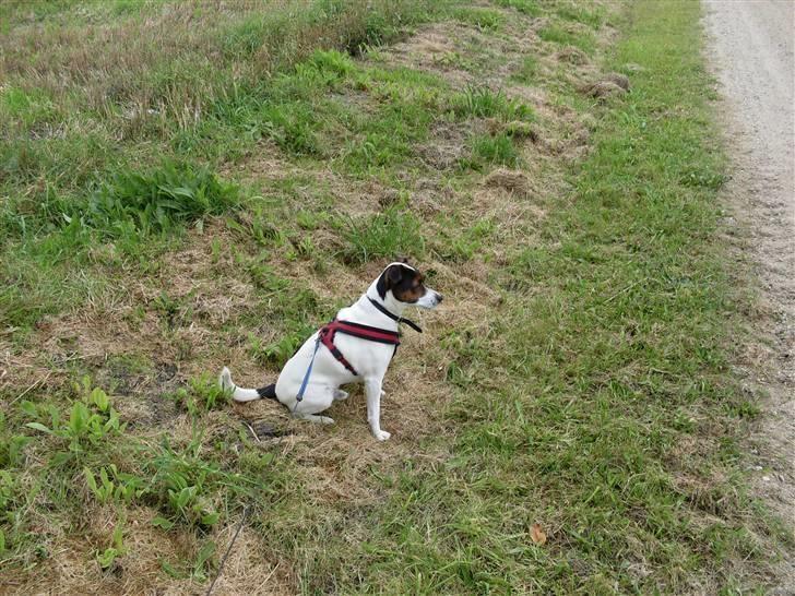 Dansk svensk gaardhund Basse billede 10