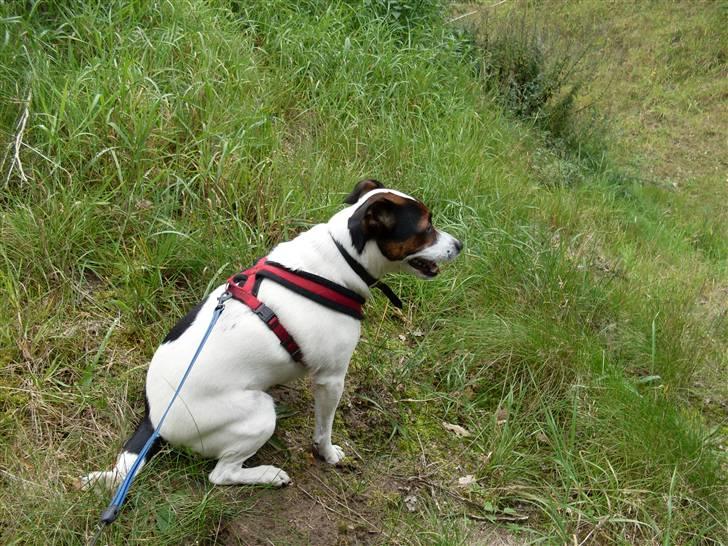 Dansk svensk gaardhund Basse billede 11