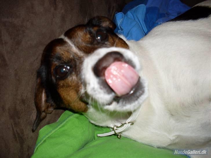 Dansk svensk gaardhund Basse billede 12