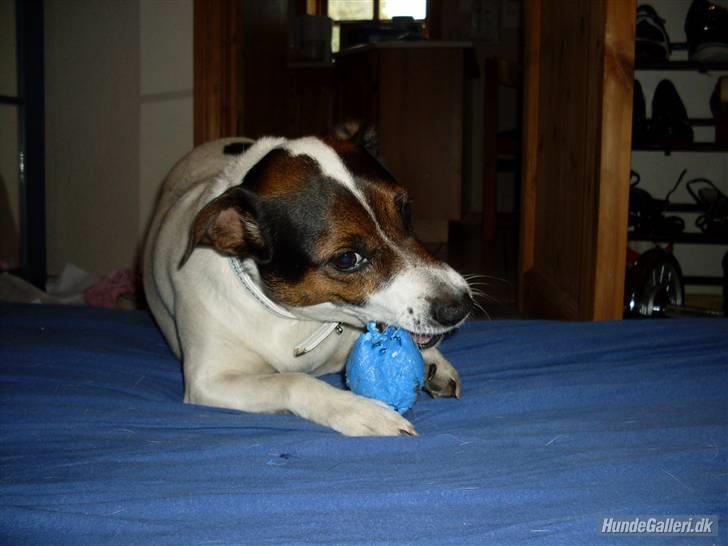 Dansk svensk gaardhund Basse billede 13