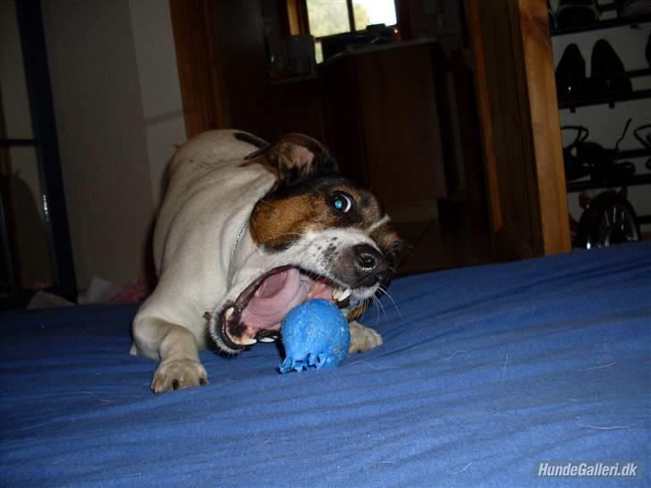 Dansk svensk gaardhund Basse billede 14