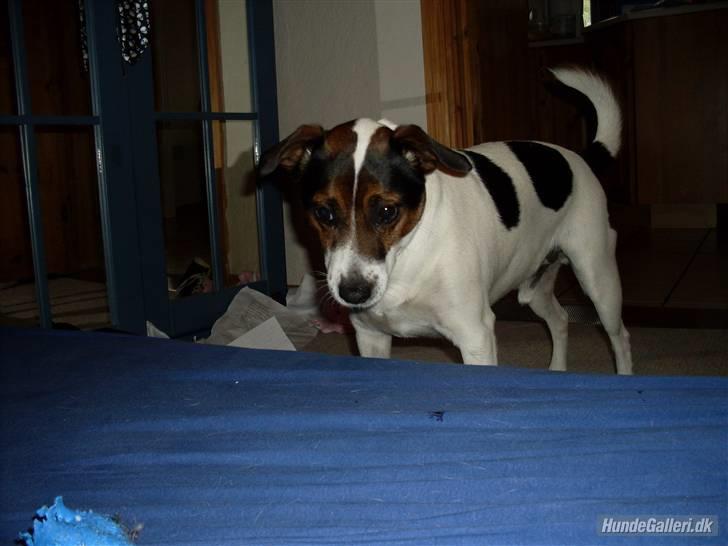 Dansk svensk gaardhund Basse billede 15