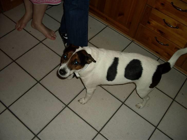 Dansk svensk gaardhund Basse billede 16