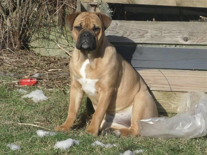 Blanding af racer Tica billede 13