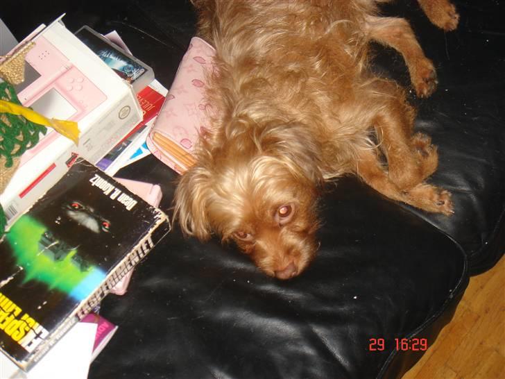 Blanding af racer bel (solgt) billede 7