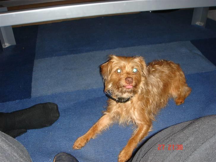 Blanding af racer bel (solgt) billede 8