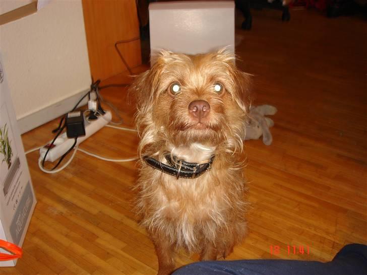 Blanding af racer bel (solgt) billede 9