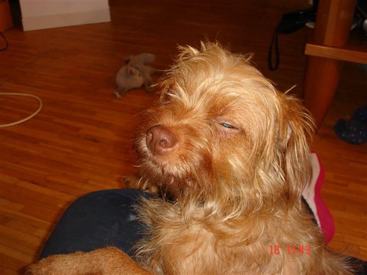 Blanding af racer bel (solgt) billede 10