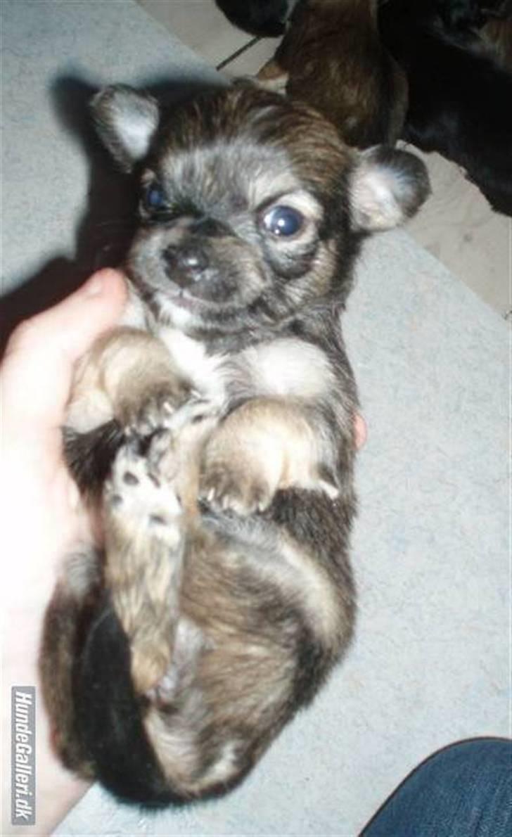 Chihuahua Lerche`s Miss Pepsi( udstationeret) billede 5