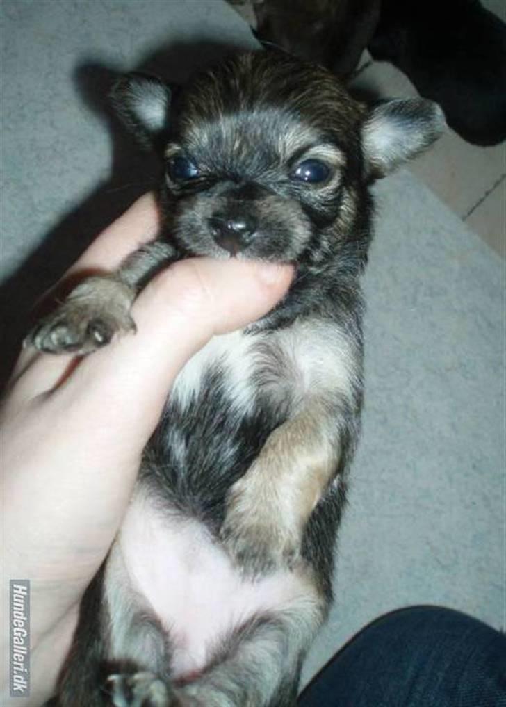 Chihuahua Lerche`s Miss Pepsi( udstationeret) billede 6