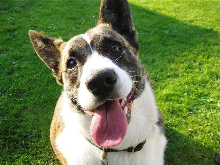 Welsh corgi cardigan Gizmo - En glad hund :) billede 1