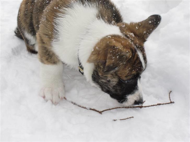 Welsh corgi cardigan Gizmo - Hva´ var det? billede 2