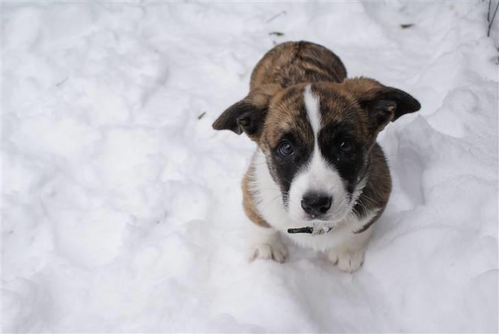 Welsh corgi cardigan Gizmo billede 3