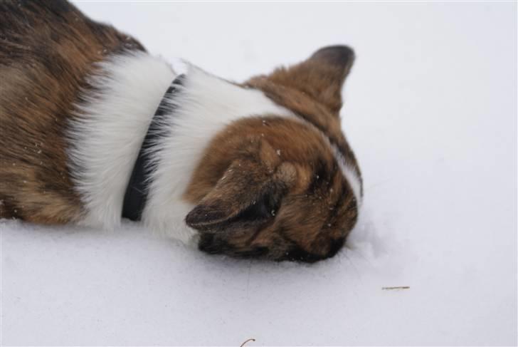 Welsh corgi cardigan Gizmo - De finder mig aldrig! billede 4