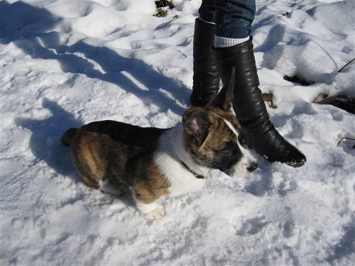 Welsh corgi cardigan Gizmo billede 5