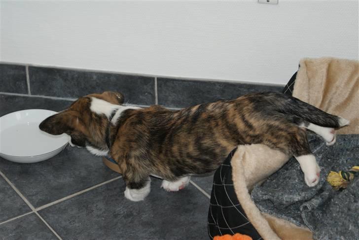 Welsh corgi cardigan Gizmo - Hvorfor gå når man kan nå? billede 6