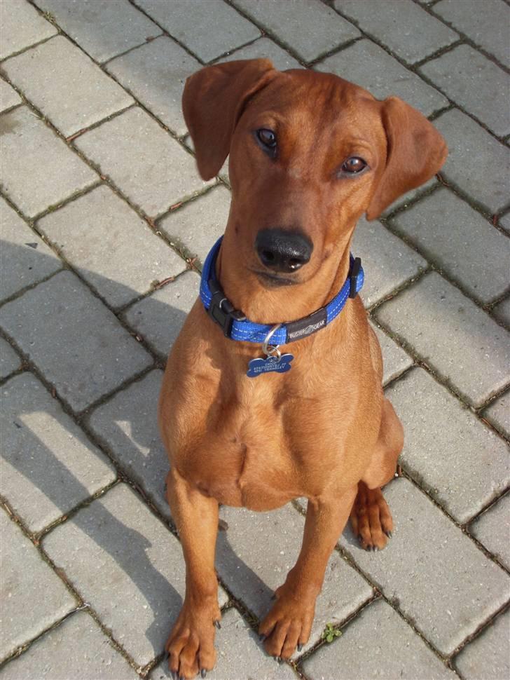 Tysk pinscher Chico - se hvor jeg sidder pænt billede 1