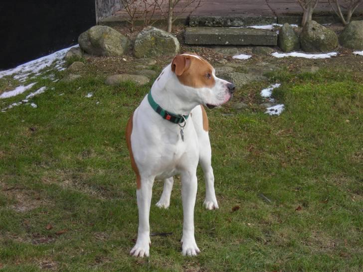 Blanding af racer OSCAR billede 2