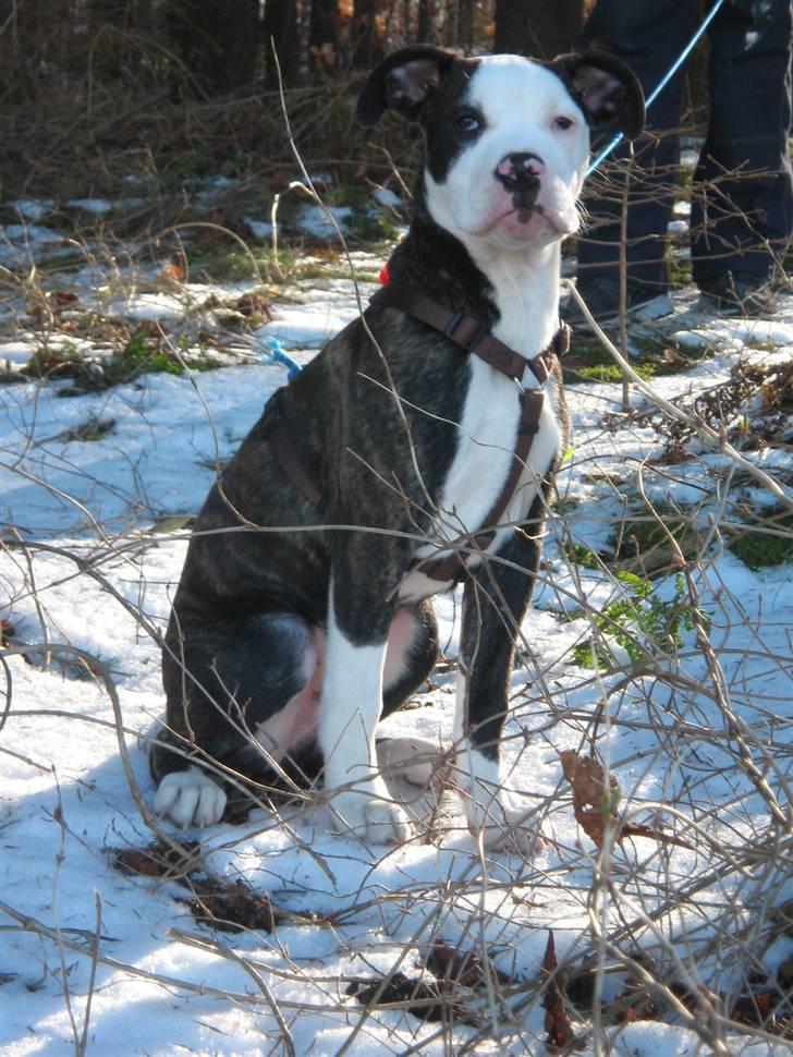 Blanding af racer Leif billede 7