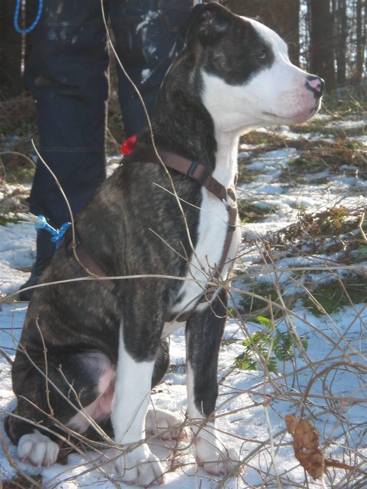 Blanding af racer Leif billede 9