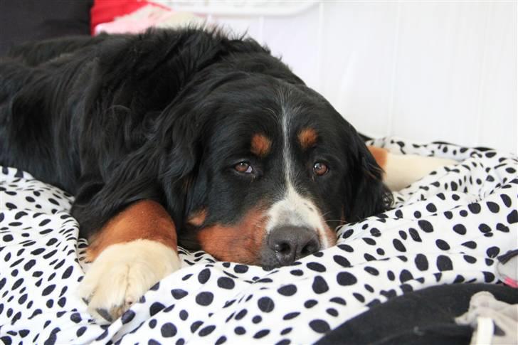 Berner sennenhund Vanilla - I LOve yoU! <3 billede 3