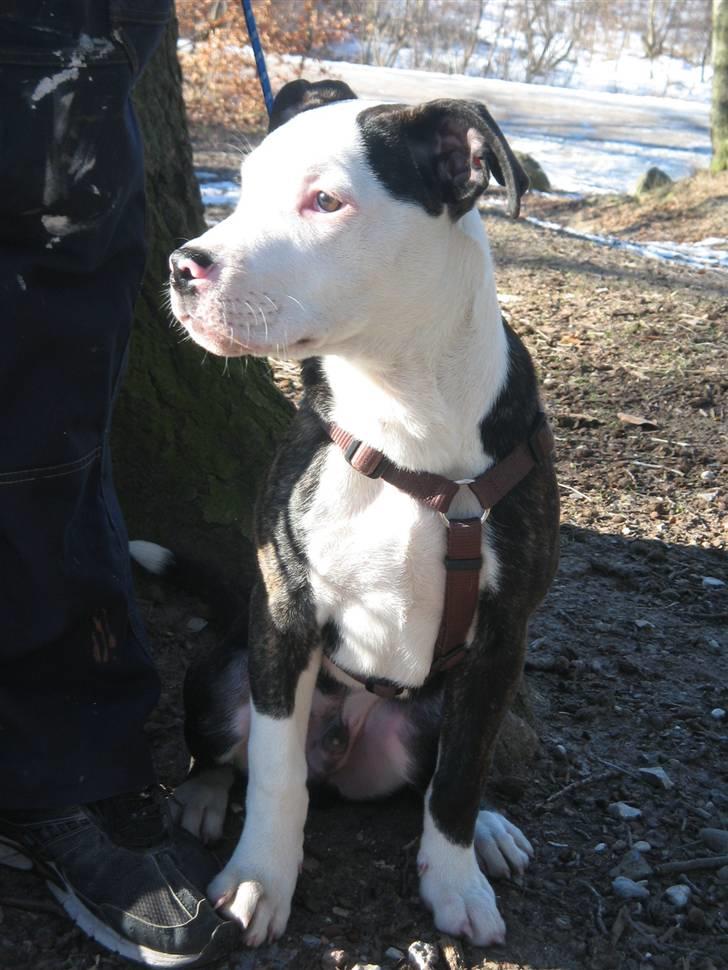 Blanding af racer Leif billede 10