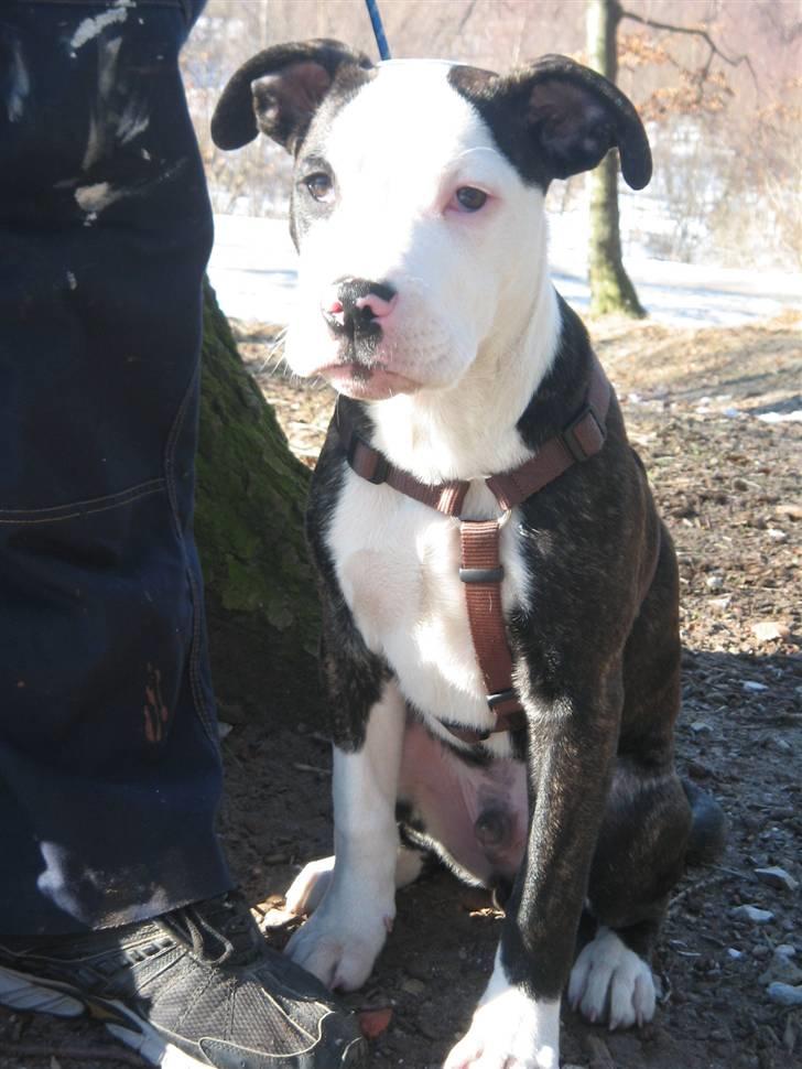 Blanding af racer Leif billede 11