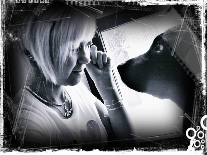 Labrador retriever mOlly  billede 12