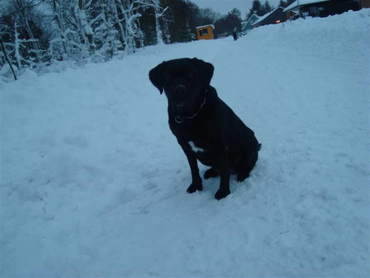 Labrador retriever mOlly  - molly ude i sneen :D  billede 13