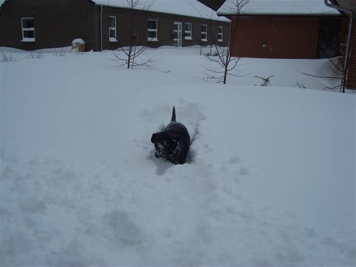 Labrador retriever mOlly  - haha  billede 14