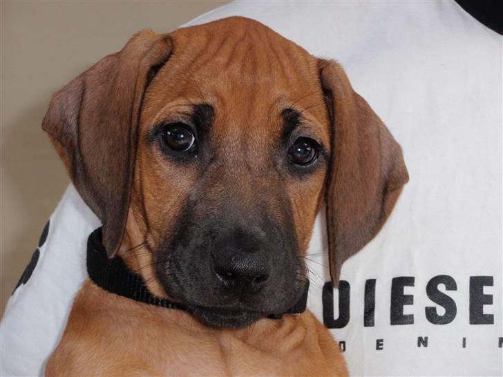 Rhodesian ridgeback Fanikiwa Asilia Jamilla - Jamilla billede 1