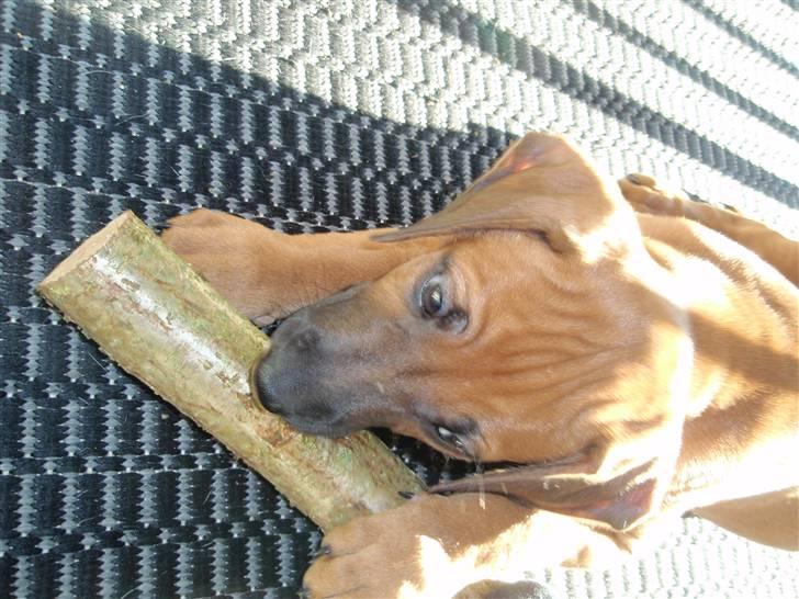 Rhodesian ridgeback Fanikiwa Asilia Jamilla billede 2