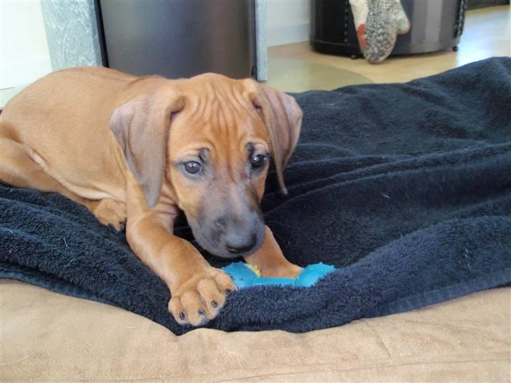 Rhodesian ridgeback Fanikiwa Asilia Jamilla billede 3