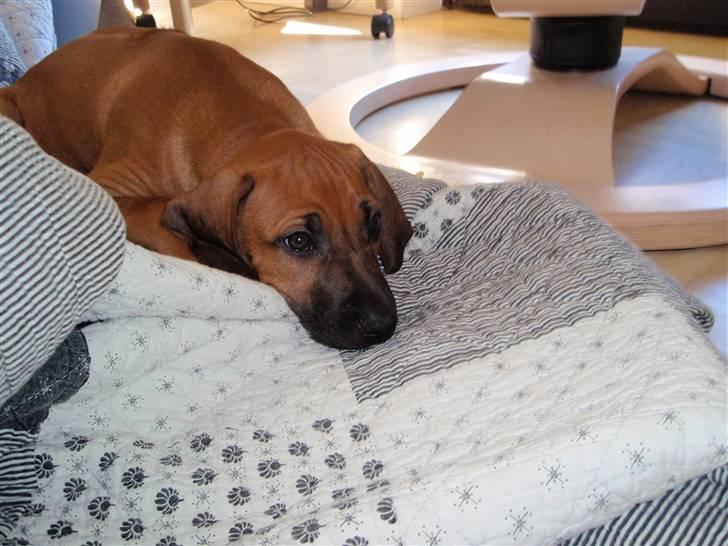 Rhodesian ridgeback Fanikiwa Asilia Jamilla billede 4