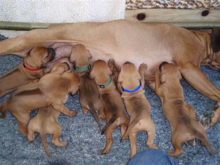 Rhodesian ridgeback Fanikiwa Asilia Jamilla billede 5