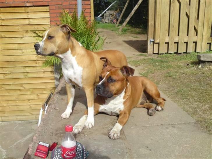 Amerikansk staffordshire terrier Pixie - Far og mor billede 15