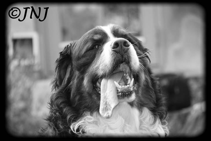 Berner sennenhund Herletta's Sponsor - Uff, hvor er han lækker! :O Foto Mig billede 1